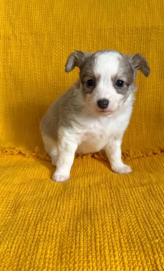 Pollen - ADOPTION PENDING