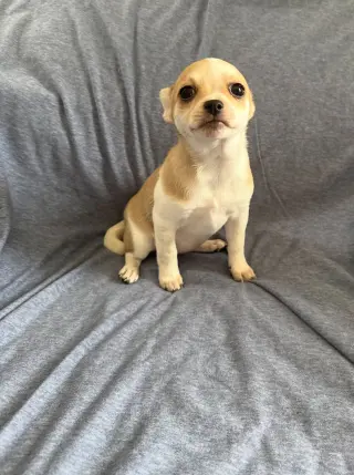 Nectar - ADOPTION PENDING