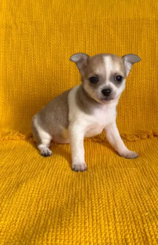 Nectar - ADOPTION PENDING