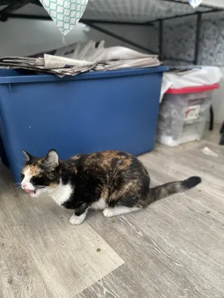 Spice Girl
