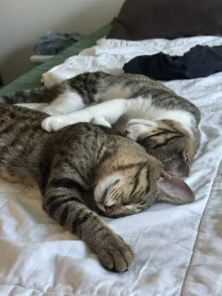 Bonded Teen brothers Frodo and Samwise