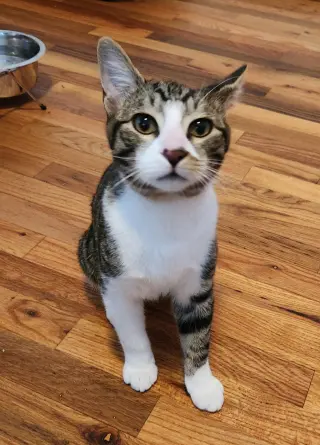 Bonded Teen brothers Frodo and Samwise