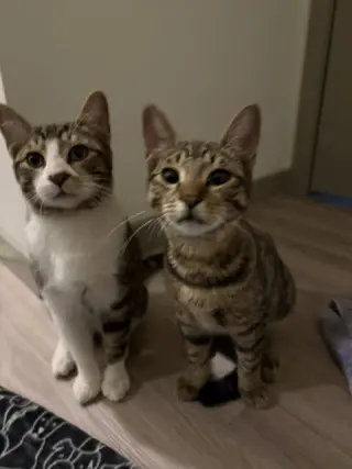 Bonded Teen brothers Frodo and Samwise