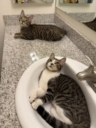 Bonded Teen brothers Frodo and Samwise