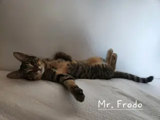 Bonded Teen brothers Frodo and Samwise