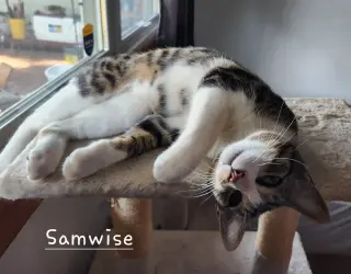 Bonded Teen brothers Frodo and Samwise
