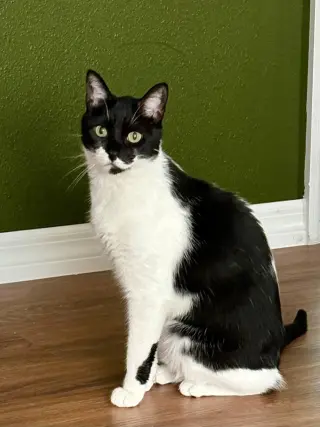 Oreo