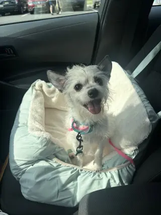 Sweetheart - Adoption Pending