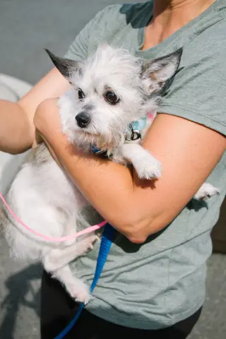 Sweetheart - Adoption Pending