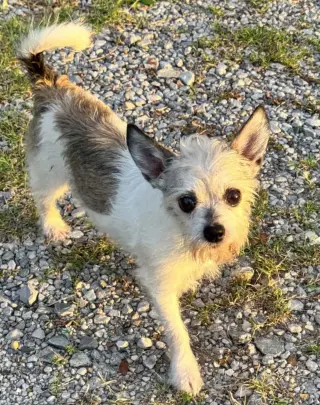 Sweetheart - Adoption Pending