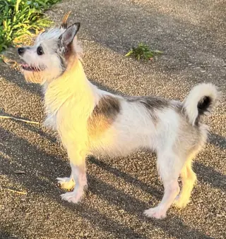 Sweetheart - Adoption Pending