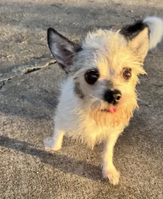 Sweetheart - Adoption Pending