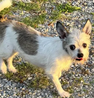 Sweetheart - Adoption Pending