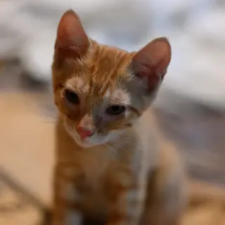 Ginger May