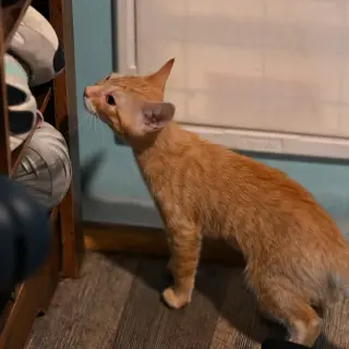 Ginger May