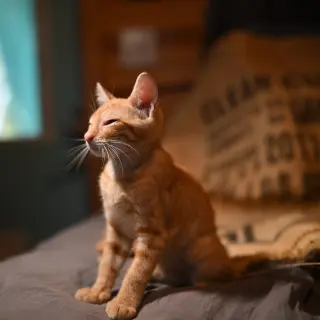 Ginger May