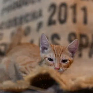 Ginger May