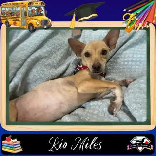 Rio Miles
