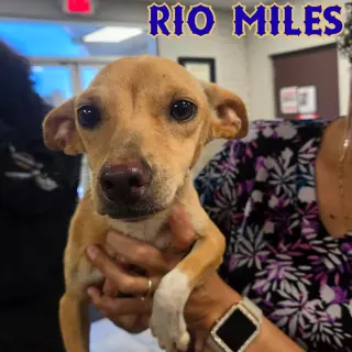 Rio Miles