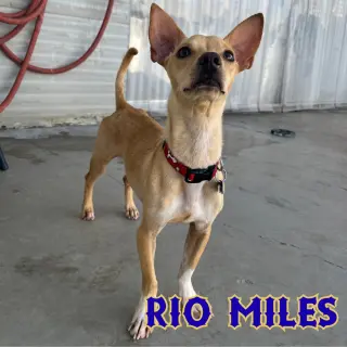 Rio Miles