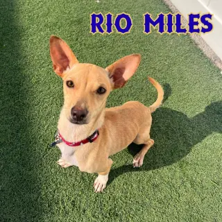 Rio Miles