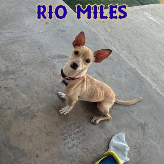 Rio Miles