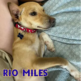 Rio Miles