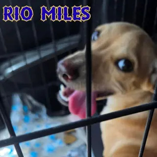 Rio Miles