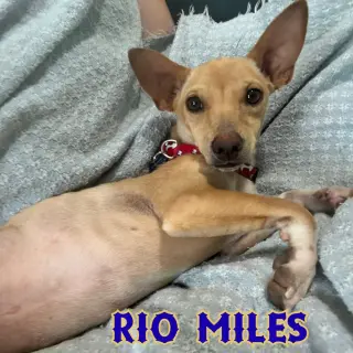 Rio Miles