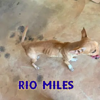Rio Miles