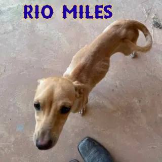 Rio Miles