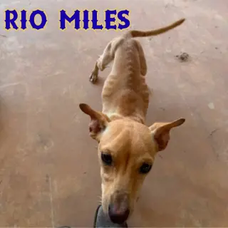 Rio Miles