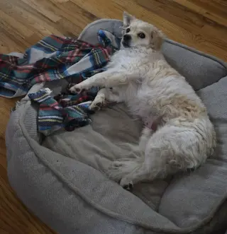 Chocko