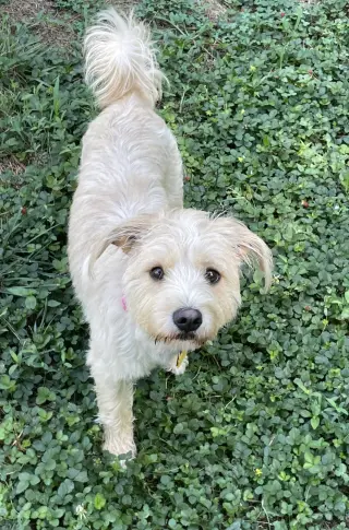 Milli