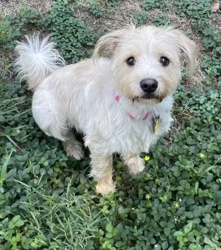Milli
