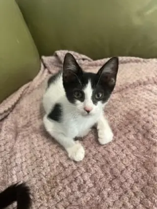 Pirate
