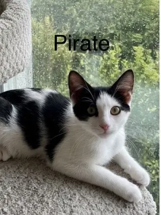 Pirate