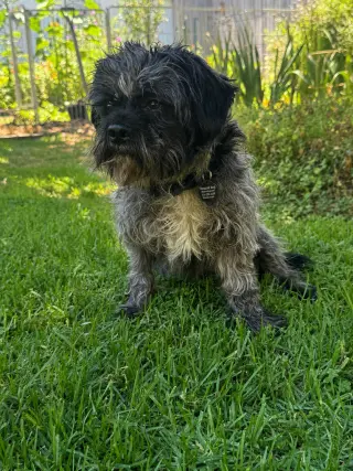 Oscar