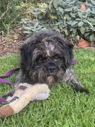 Oscar