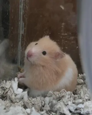 Buttercup