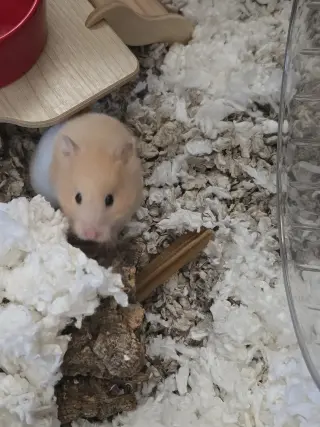 Buttercup