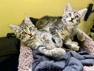 Molly-In foster Care