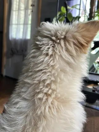 Velcro