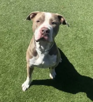 Buster