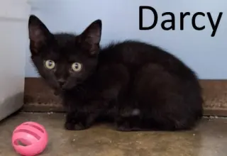 Darcy