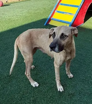 Remi