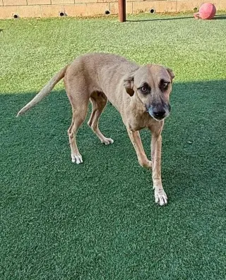 Remi