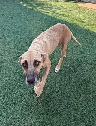 Remi