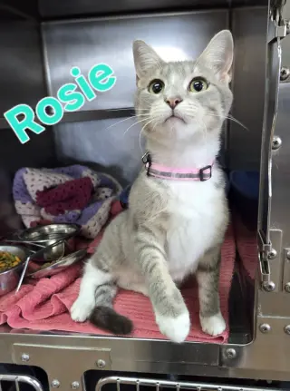 Rosie #1