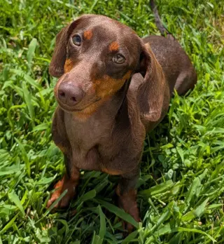 Ruby in NC